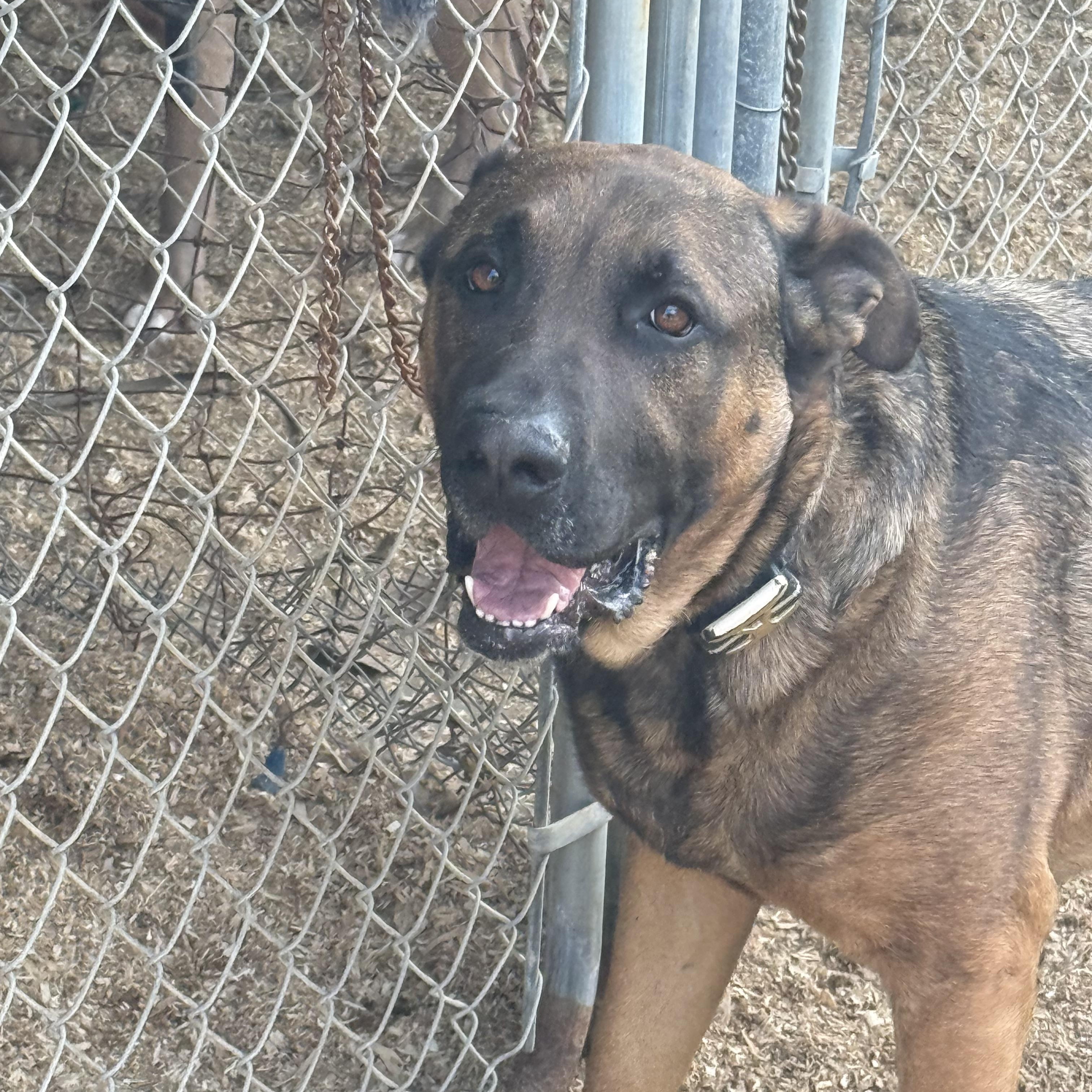 Fernando, a Adoptable mixed breed in Temecula, CA image 2/5