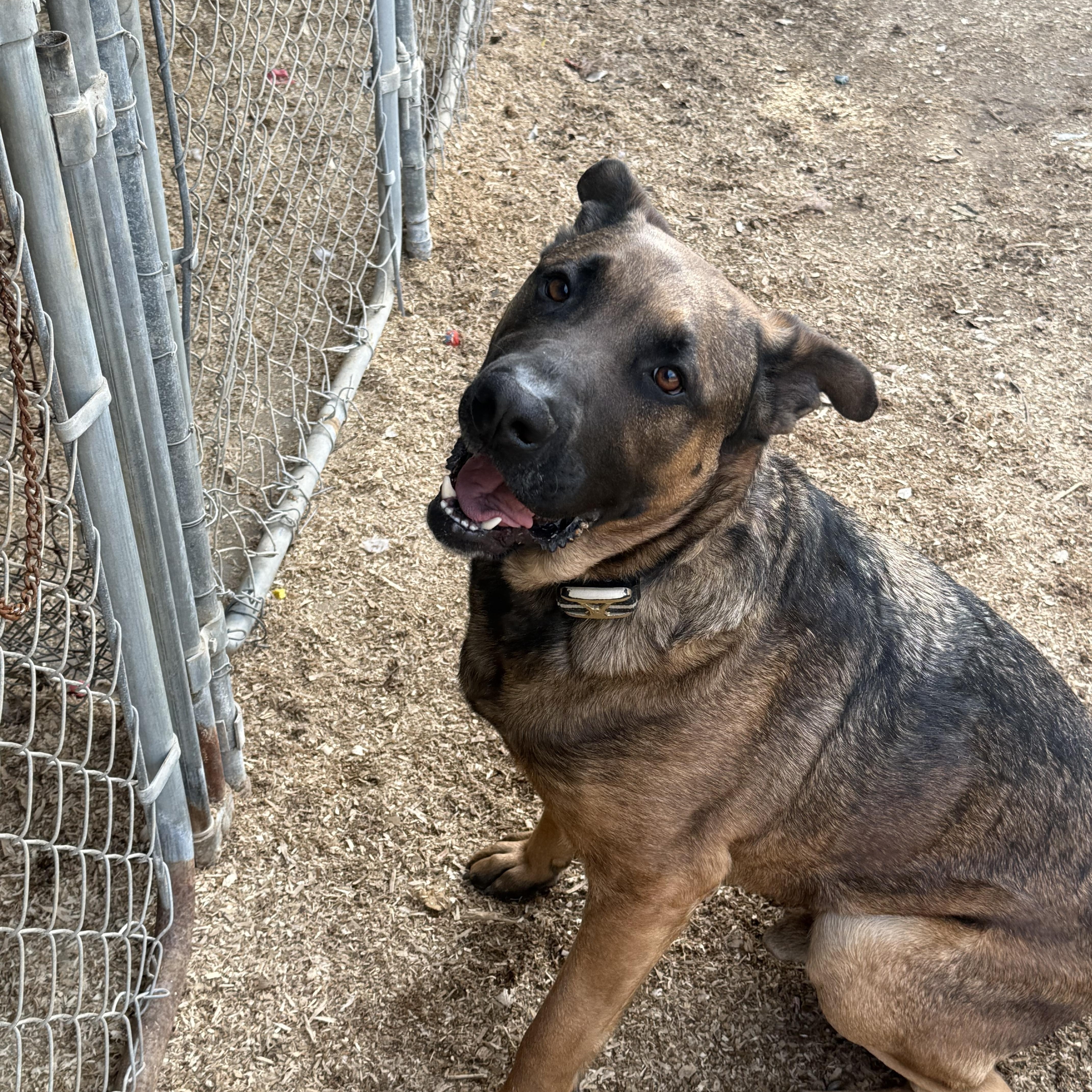 Fernando, a Adoptable mixed breed in Temecula, CA image 1/5