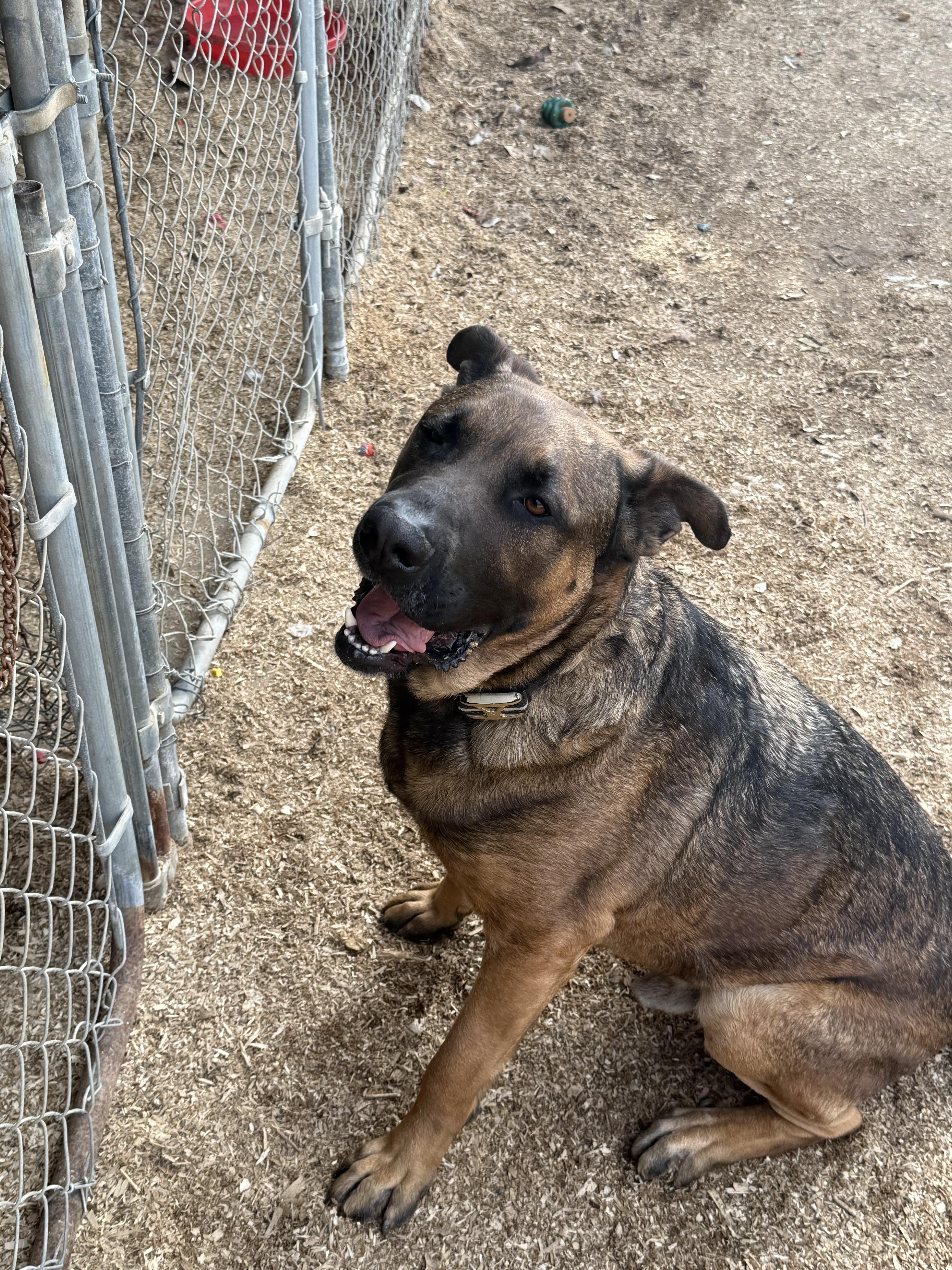 Fernando, a Adoptable mixed breed in Temecula, CA image 3/5