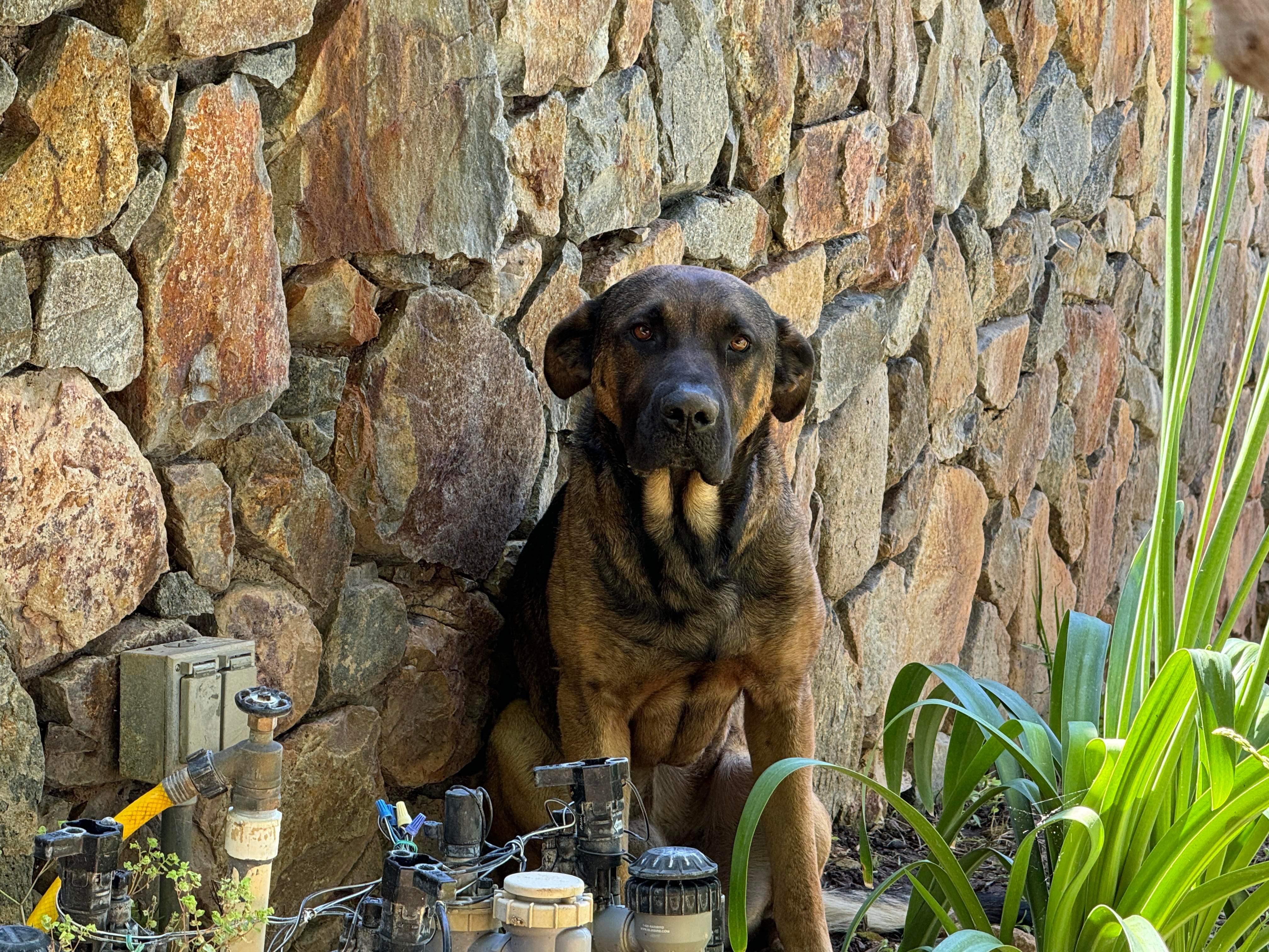 Fernando, a Adoptable mixed breed in Temecula, CA image 4/5
