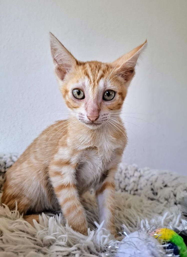 Enlarge Zander, a Adoptable mixed breed in Corral del Risco, NAY image 3/4