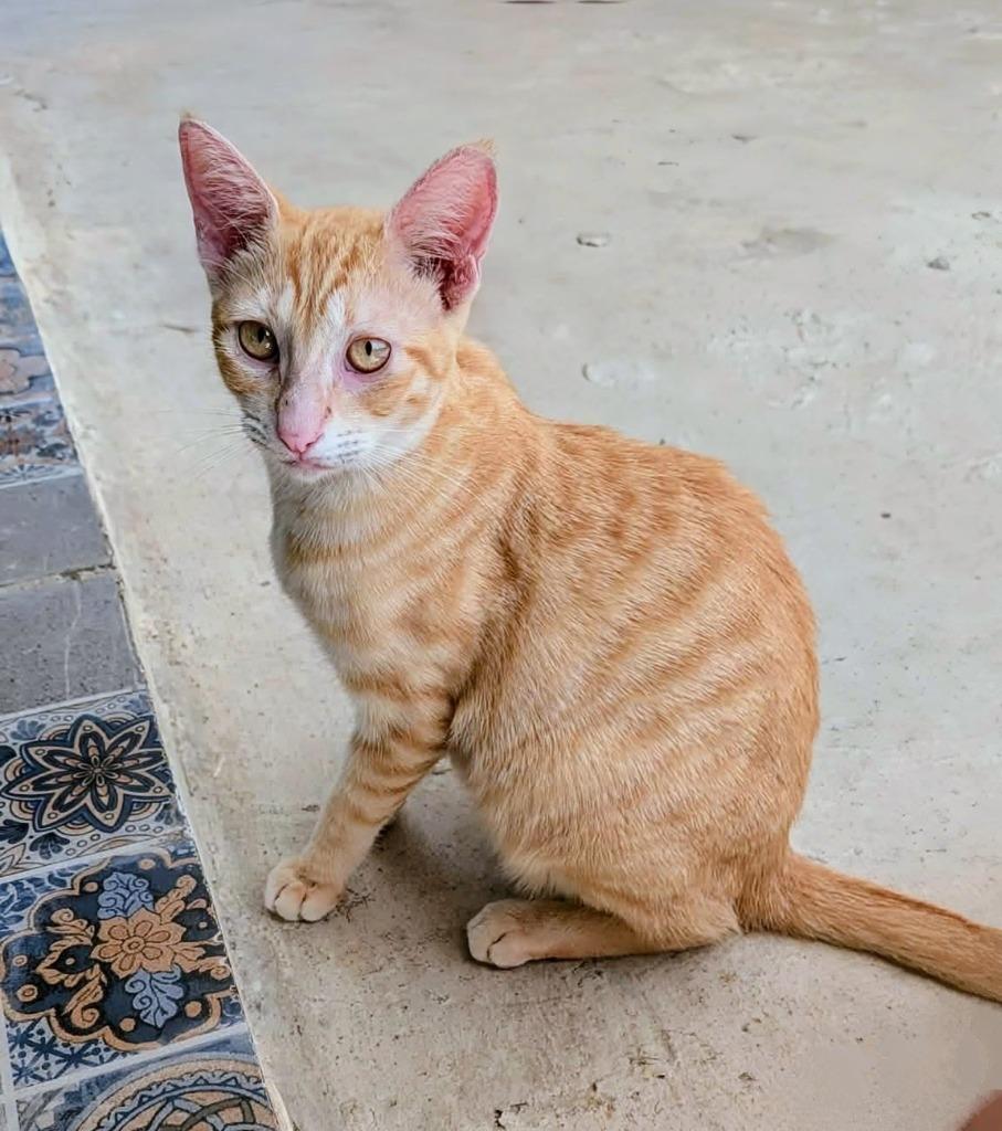 Enlarge Zander, a Adoptable mixed breed in Corral del Risco, NAY image 2/4