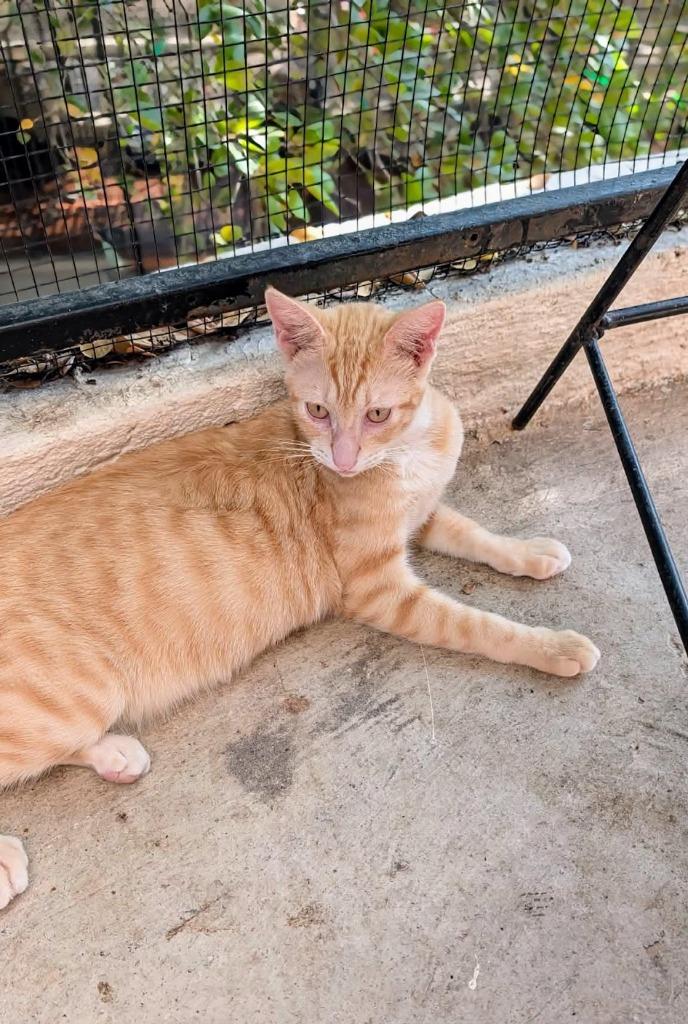 Enlarge Zander, a Adoptable mixed breed in Corral del Risco, NAY image 4/4