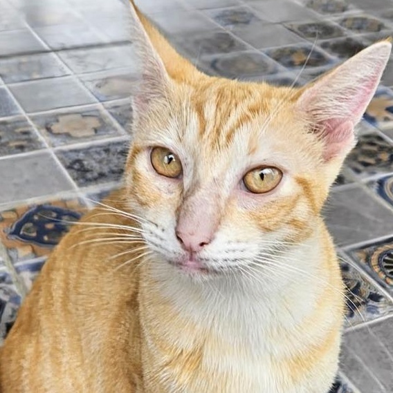 Zander, Adoptable, Young Male Domestic Short Hair.