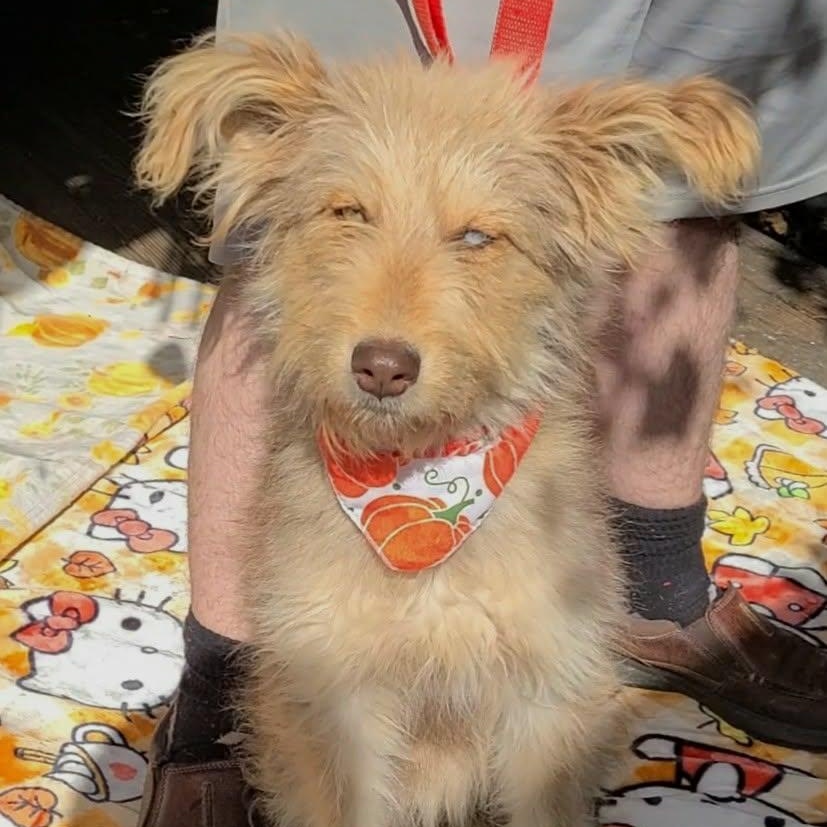 Enlarge Margaux, an adopted mixed breed in Woolwich, ME image 3/4