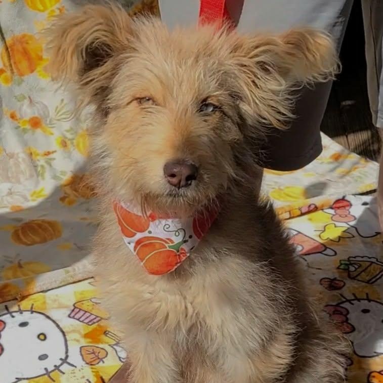 Margaux, Adoptable, Young Female Aussiedoodle & Siberian Husky.