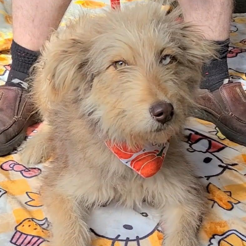 Enlarge Margaux, an adopted mixed breed in Woolwich, ME image 2/4