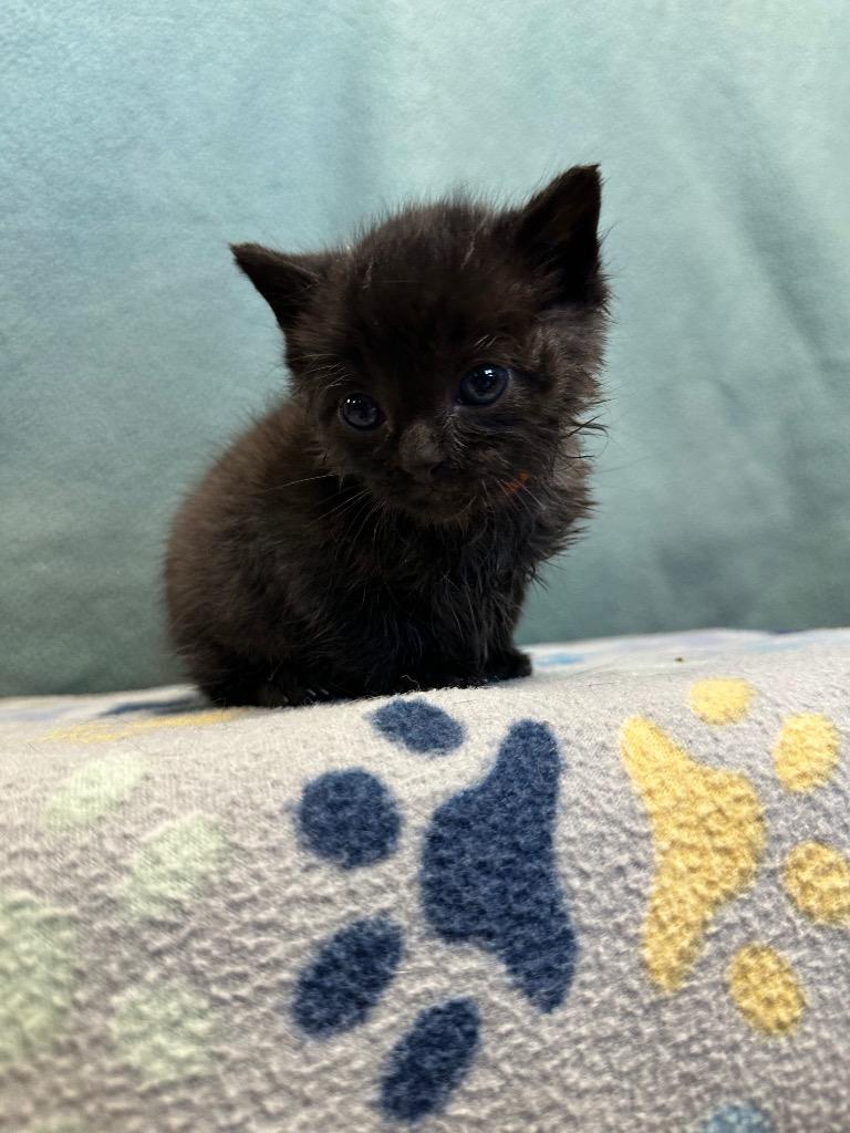 Beetle, Adoptable, Kitten Male Domestic Short Hair.