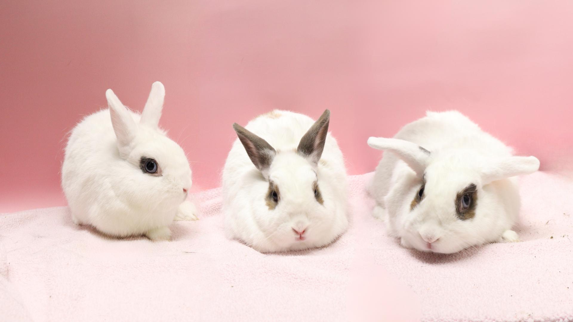 Toasty, Clover & Maple (bonded trio), a Adoptable mixed breed in Medford, NY image 1/5