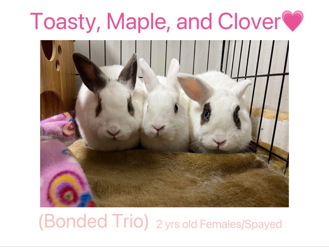 Toasty, Clover & Maple (bonded trio), a Adoptable mixed breed in Medford, NY image 2/5