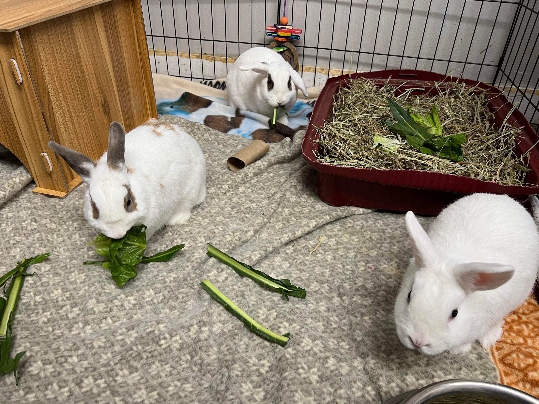 Toasty, Clover & Maple (bonded trio), a Adoptable mixed breed in Medford, NY image 3/5