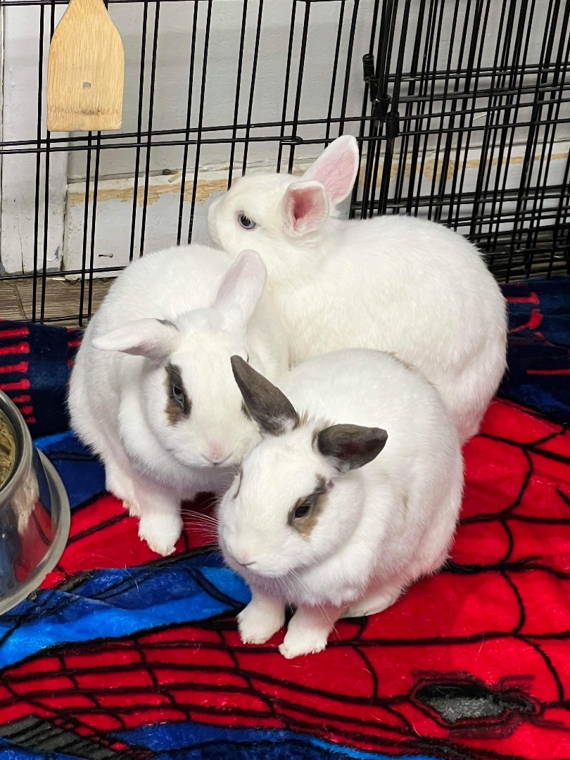 Toasty, Clover & Maple (bonded trio), a Adoptable mixed breed in Medford, NY image 4/5