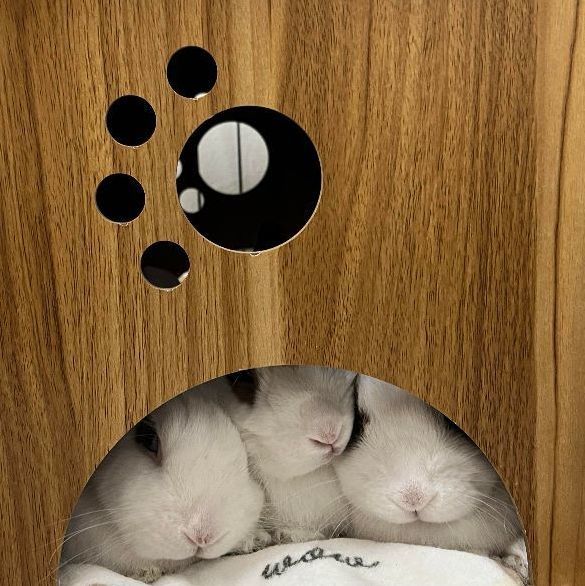 Toasty, Clover & Maple (bonded trio), a Adoptable mixed breed in Medford, NY image 5/5