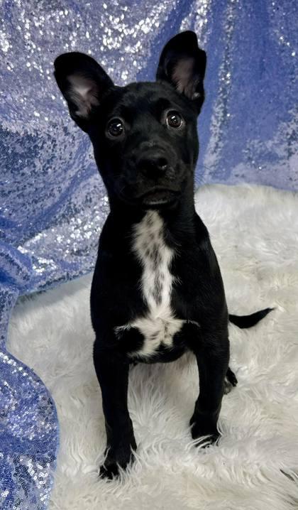 Enlarge Evan, a Adoptable Terrier in Clarkesville, GA image 1/1