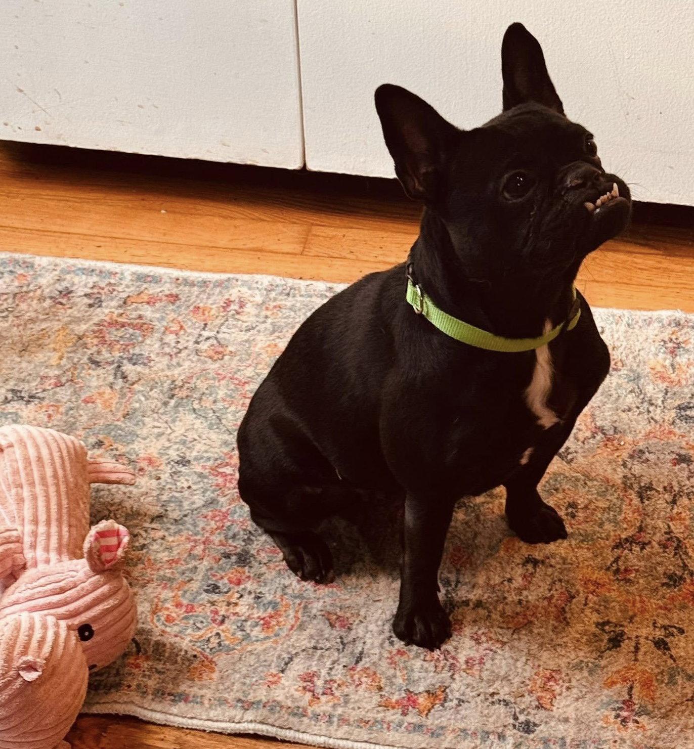 Fidget, Adoptable, Adult Female French Bulldog.