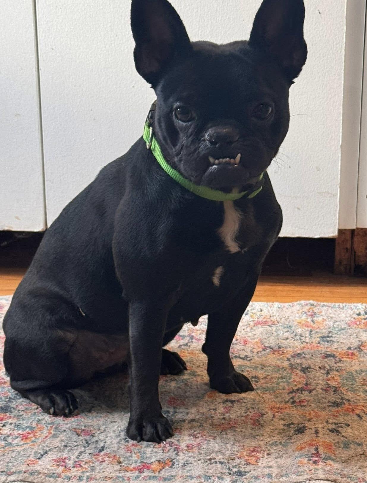 Fidget, a Adoptable French Bulldog in Oxford, MI image 2/2