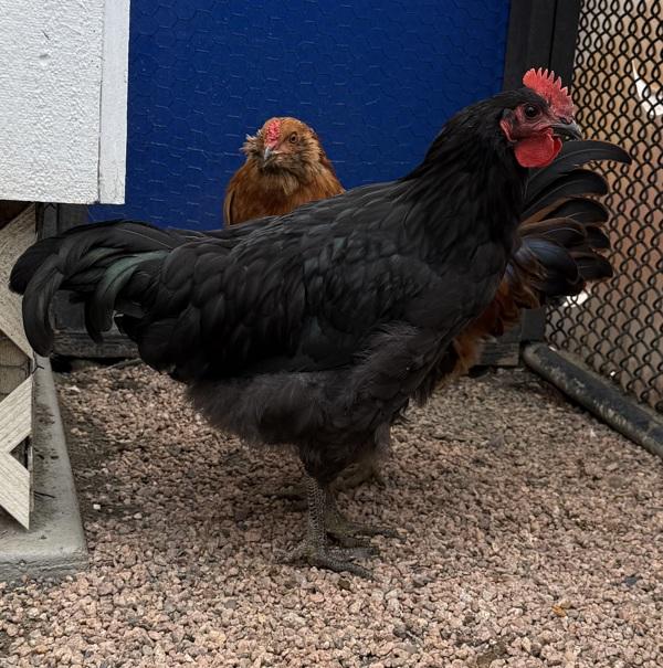 Toothless, Adoptable, Baby Male Chicken.