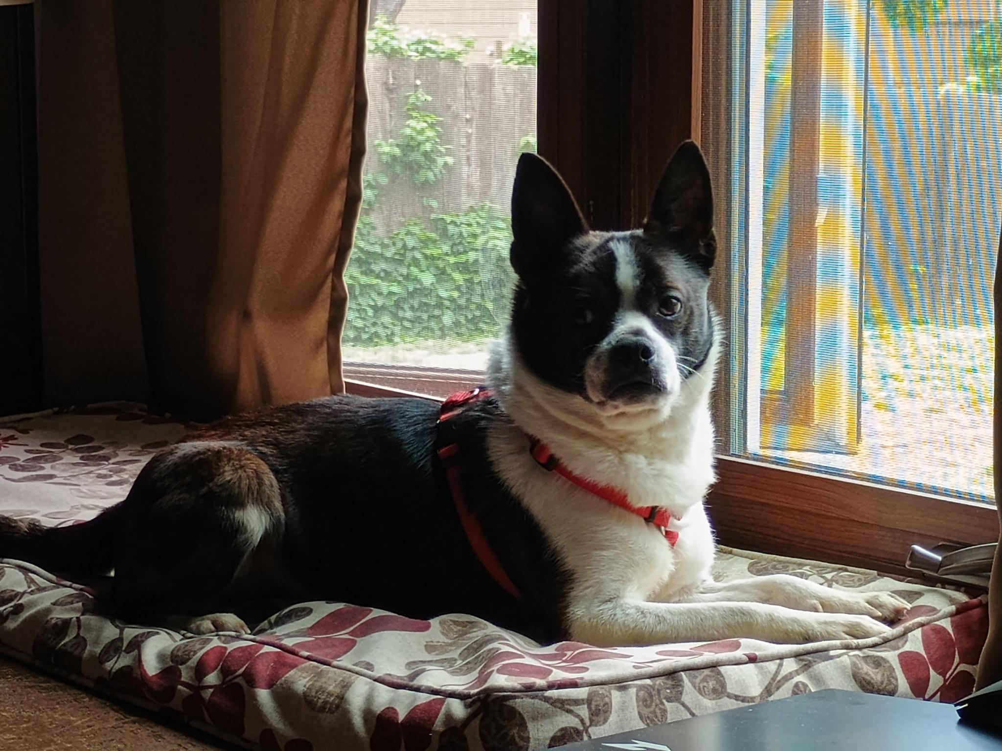 Walter - Pending, a ADOPTABLE mixed breed in Wichita, KS image 5/5