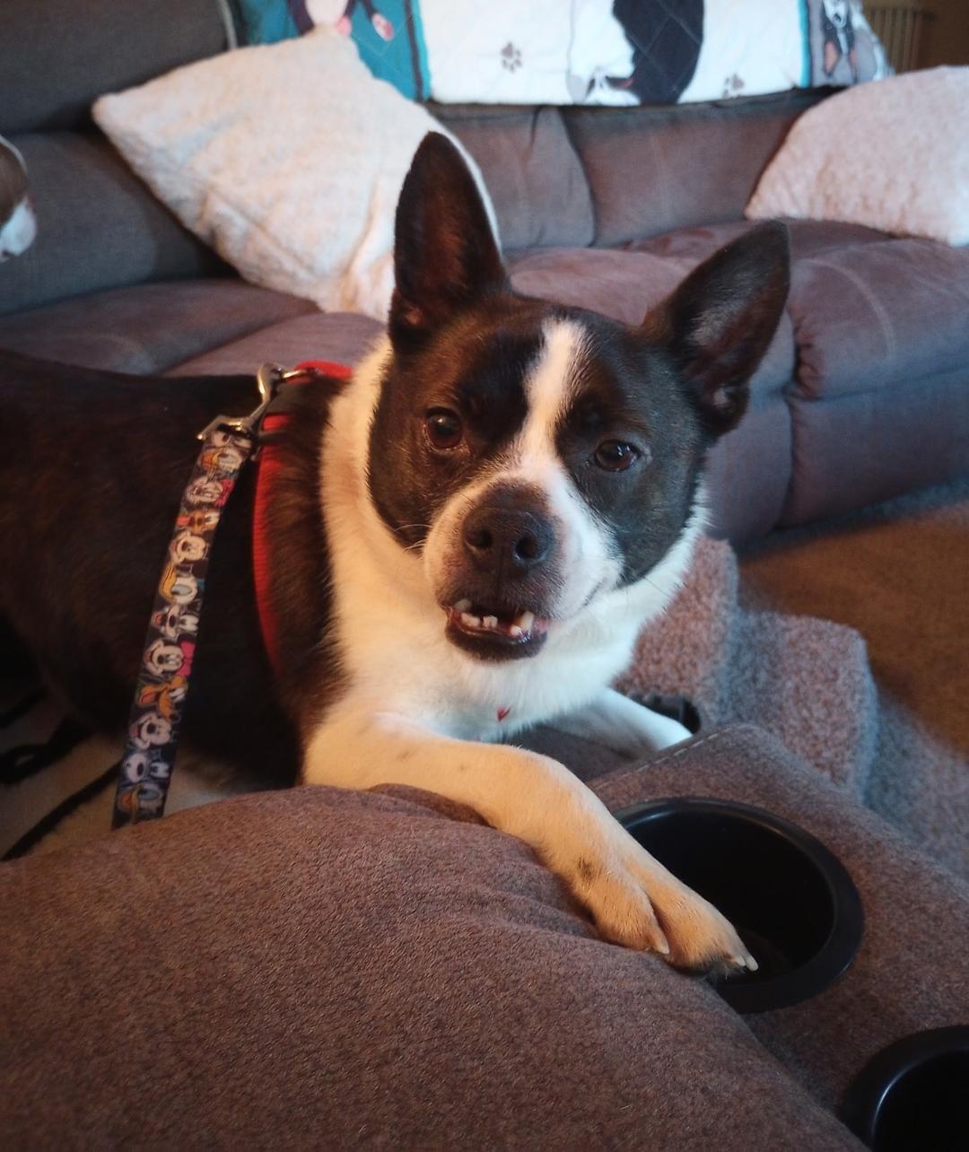 Walter in KS, ADOPTABLE, Adult Male Boston Terrier.
