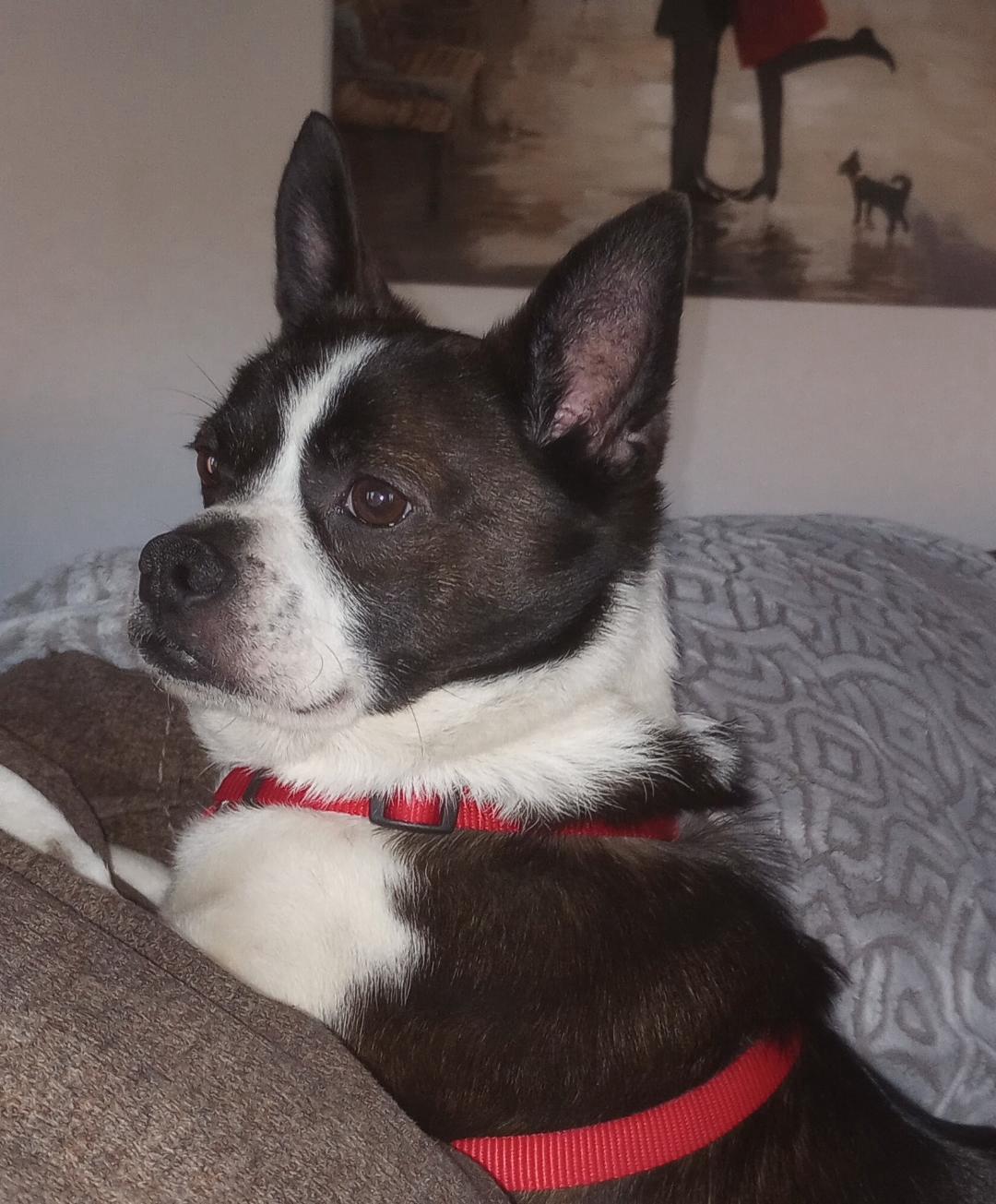 Walter in KS, ADOPTABLE, Adult Male Boston Terrier.