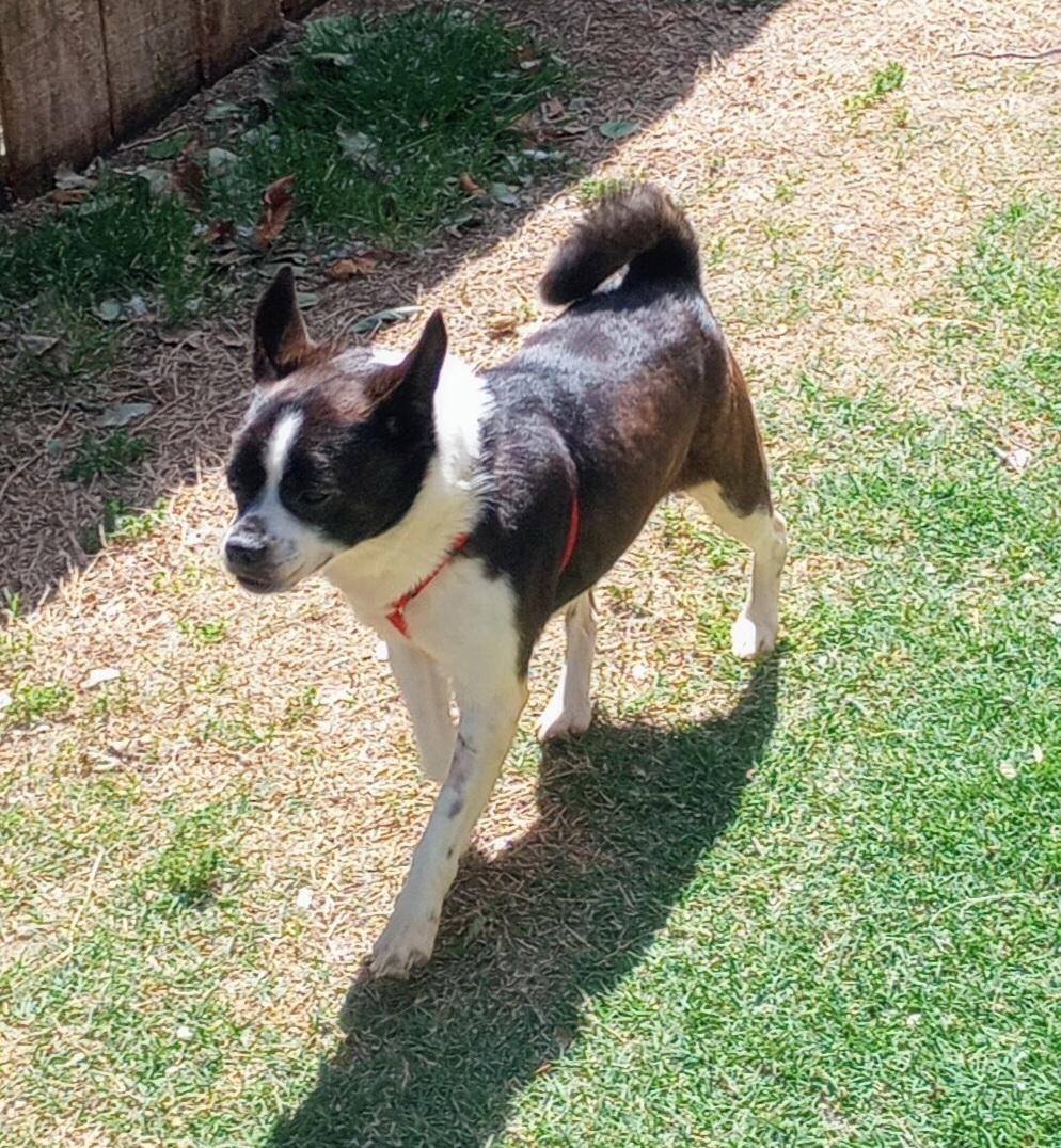 Walter in KS, a ADOPTABLE mixed breed in Wichita, KS image 3/4