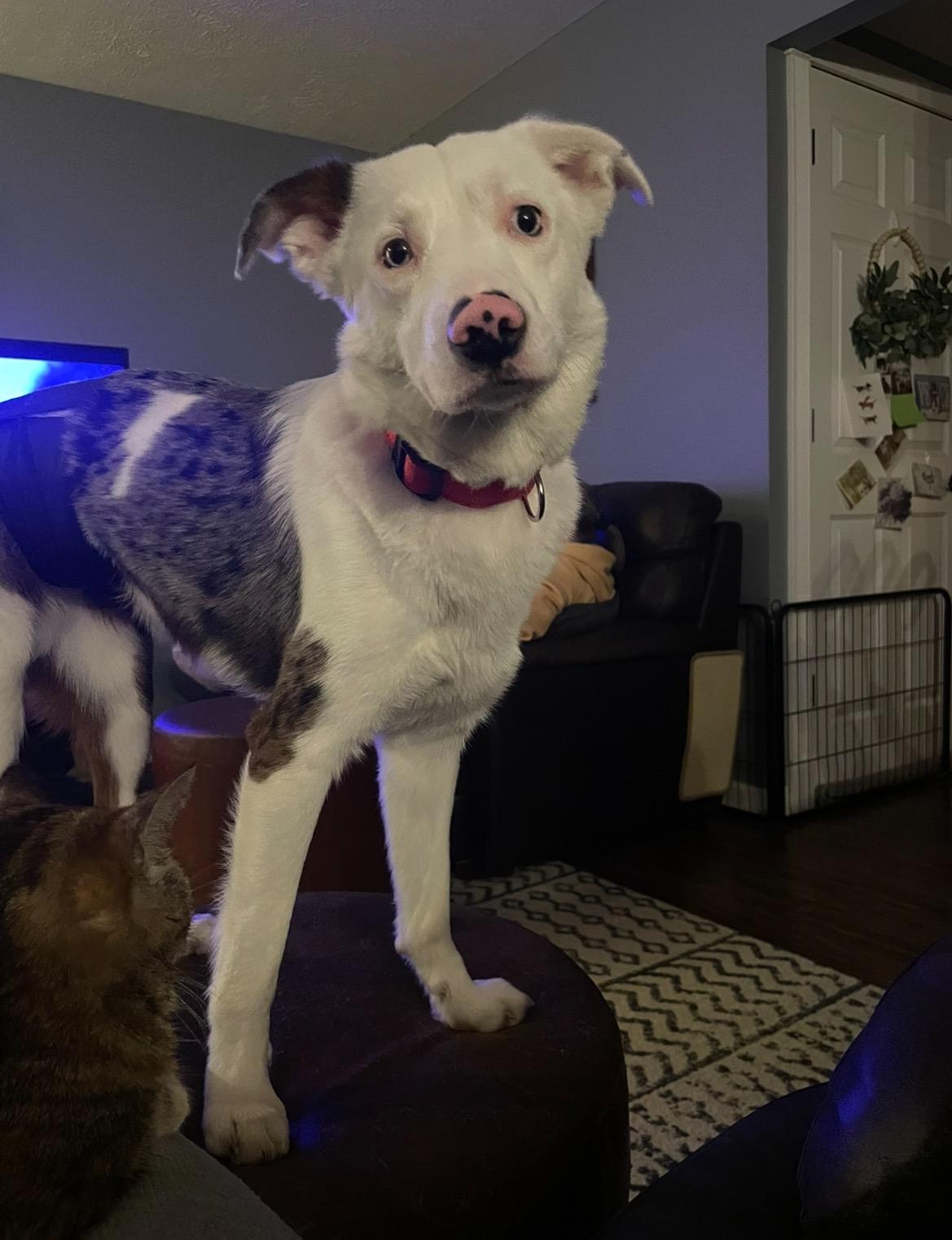 Buster, ADOPTABLE, Young Male Australian Shepherd.
