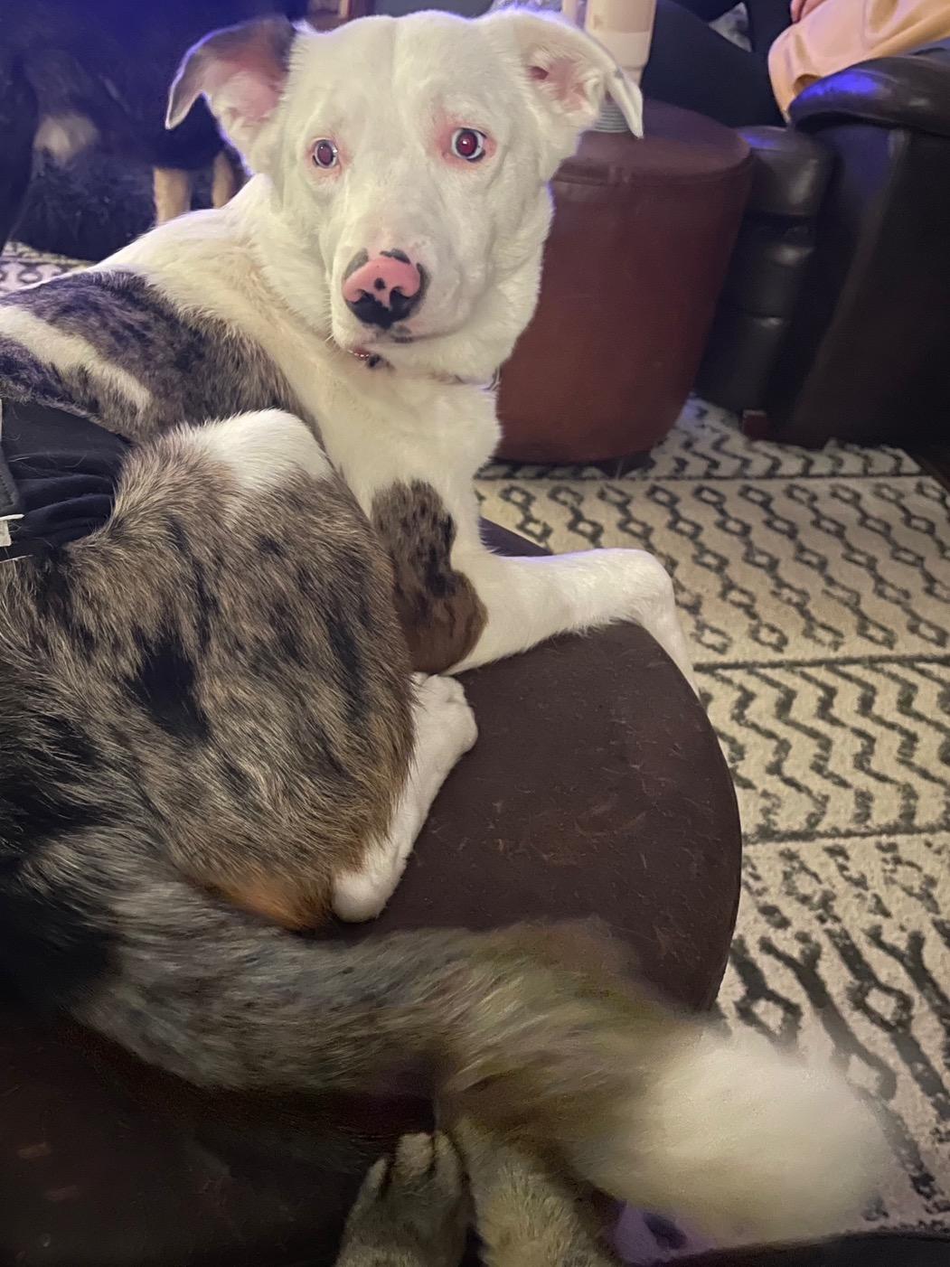 Enlarge Buster, an adopted mixed breed in East Lansing, MI image 2/5