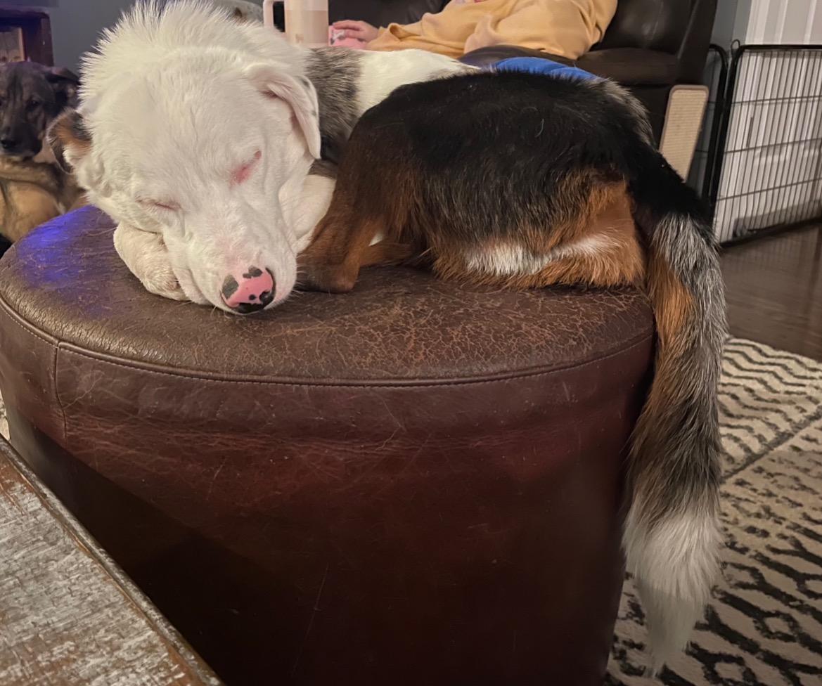 Enlarge Buster, an adopted mixed breed in East Lansing, MI image 3/5