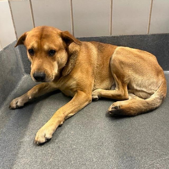 Enlarge Ringo, an adopted mixed breed in Hagerstown, MD image 2/2