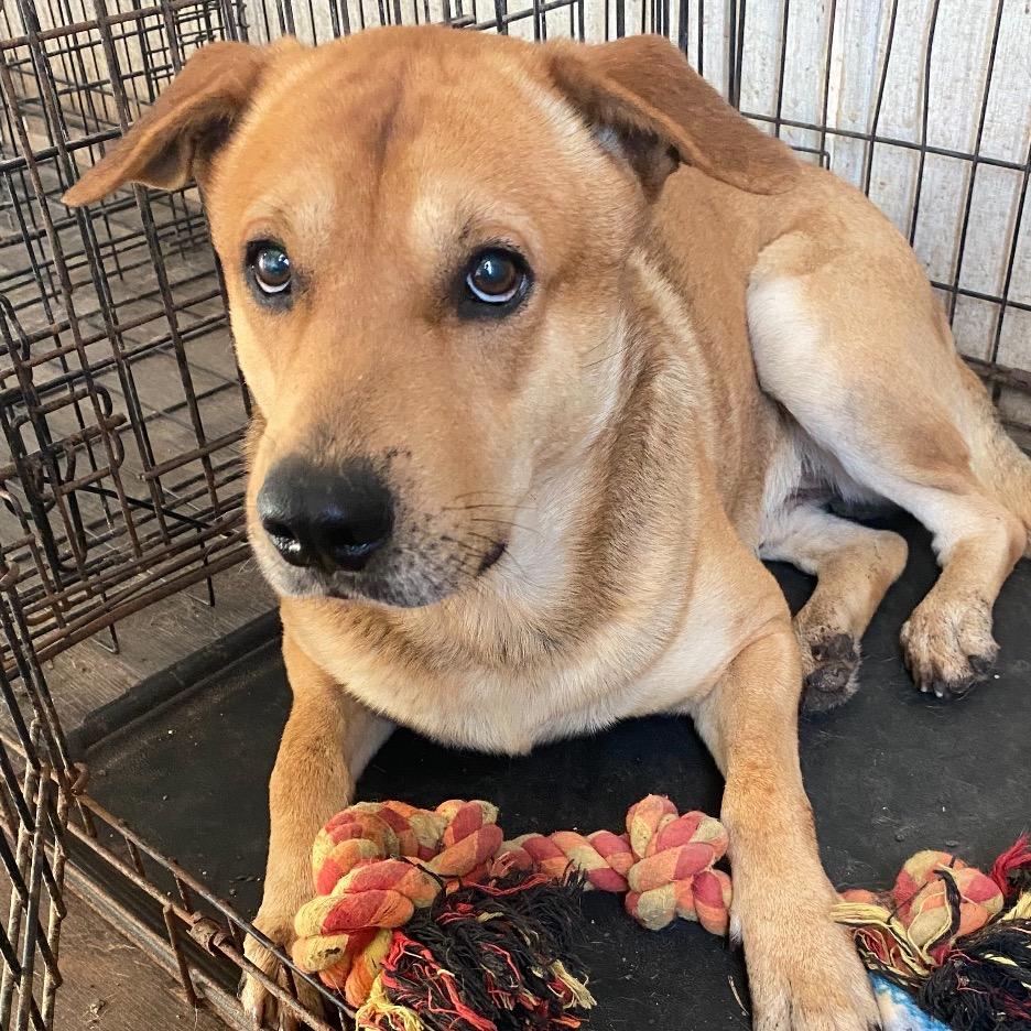Ringo, adopted, Adult Male Labrador Retriever & Mixed Breed.