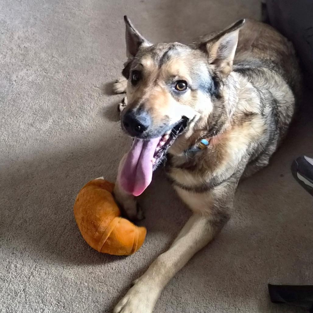 Louie, Adoptable, Adult Male Shepherd & Mixed Breed.