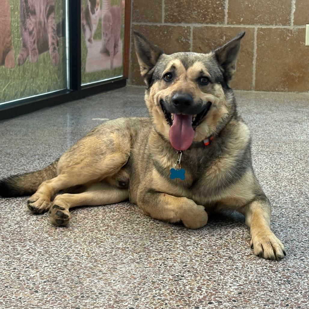 Enlarge Louie, a Adoptable mixed breed in Lee's Summit, MO image 1/1