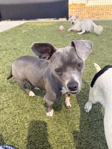 PEBBLE, Adoptable, Young Male Terrier.