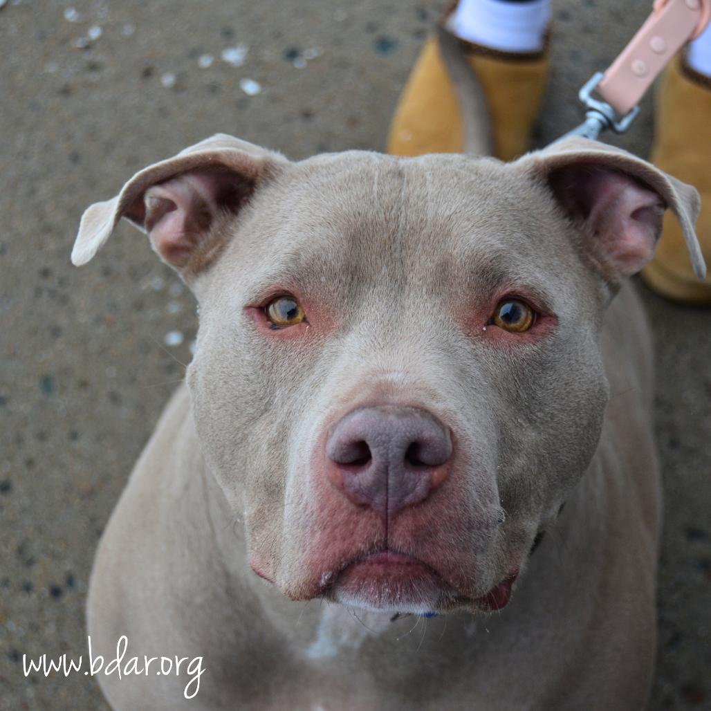 Enlarge Sully, a Adoptable American Staffordshire Terrier in Cheyenne, WY image 1/3