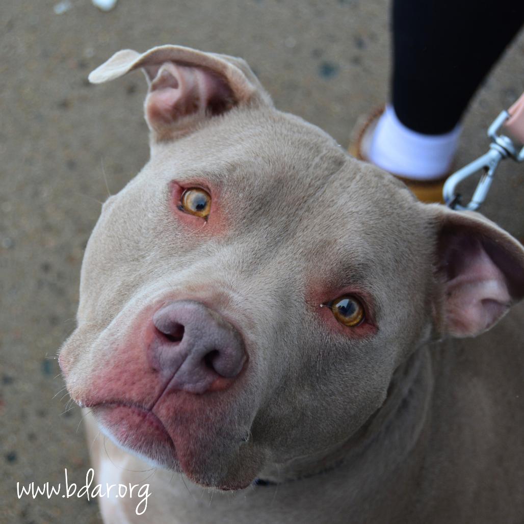 Enlarge Sully, a Adoptable American Staffordshire Terrier in Cheyenne, WY image 2/3