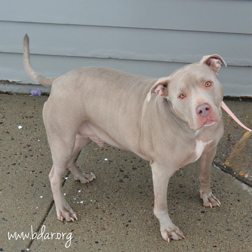 Enlarge Sully, a Adoptable American Staffordshire Terrier in Cheyenne, WY image 3/3