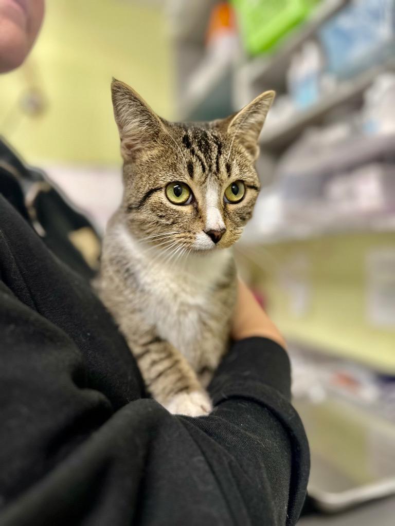 Enlarge Soup Beans, a Adoptable mixed breed in Auburn, IN image 1/1