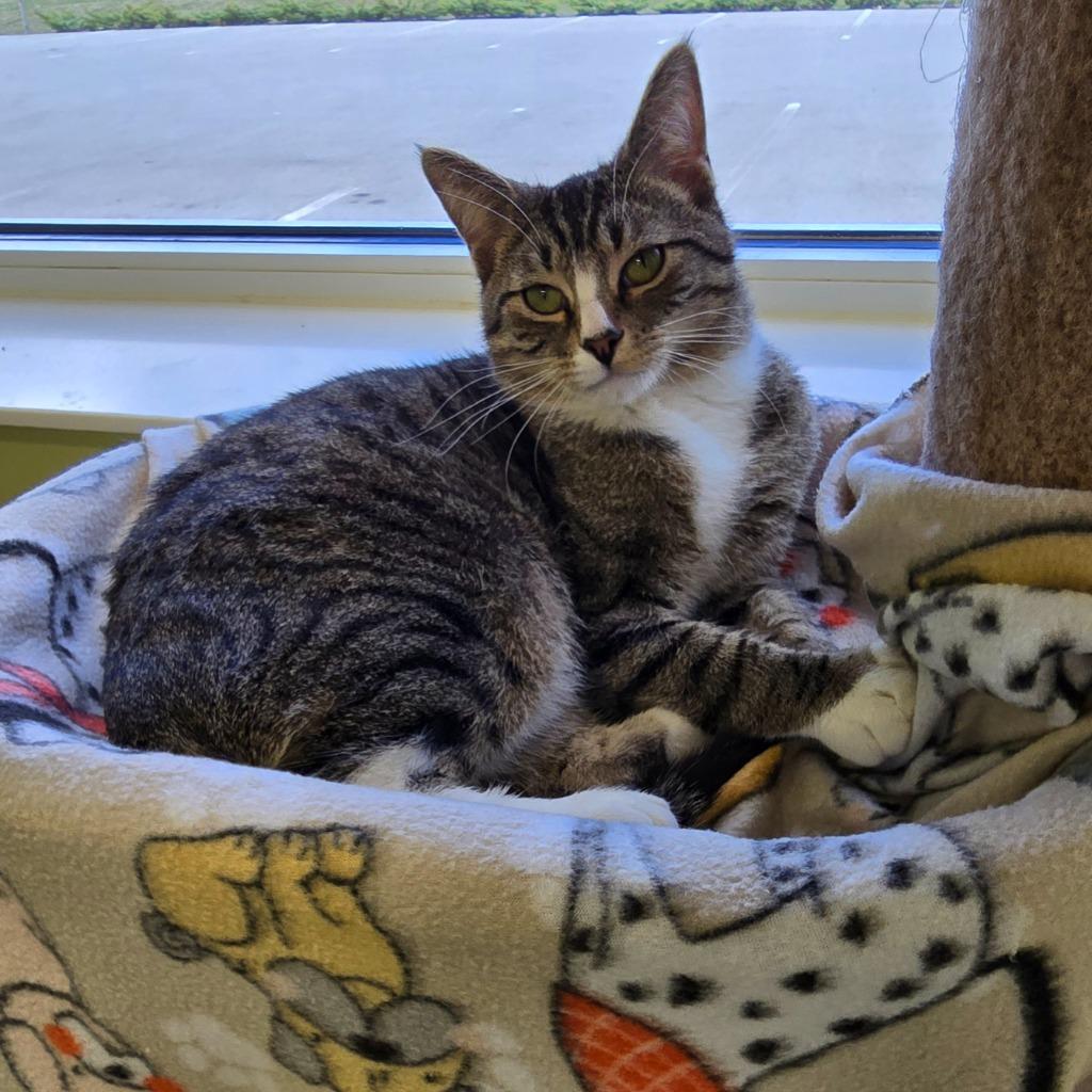 Enlarge Soup Beans, a Adoptable mixed breed in Auburn, IN image 2/2