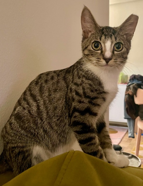 Remy, a Adoptable Domestic Short Hair in Englewood, NJ image 6/6