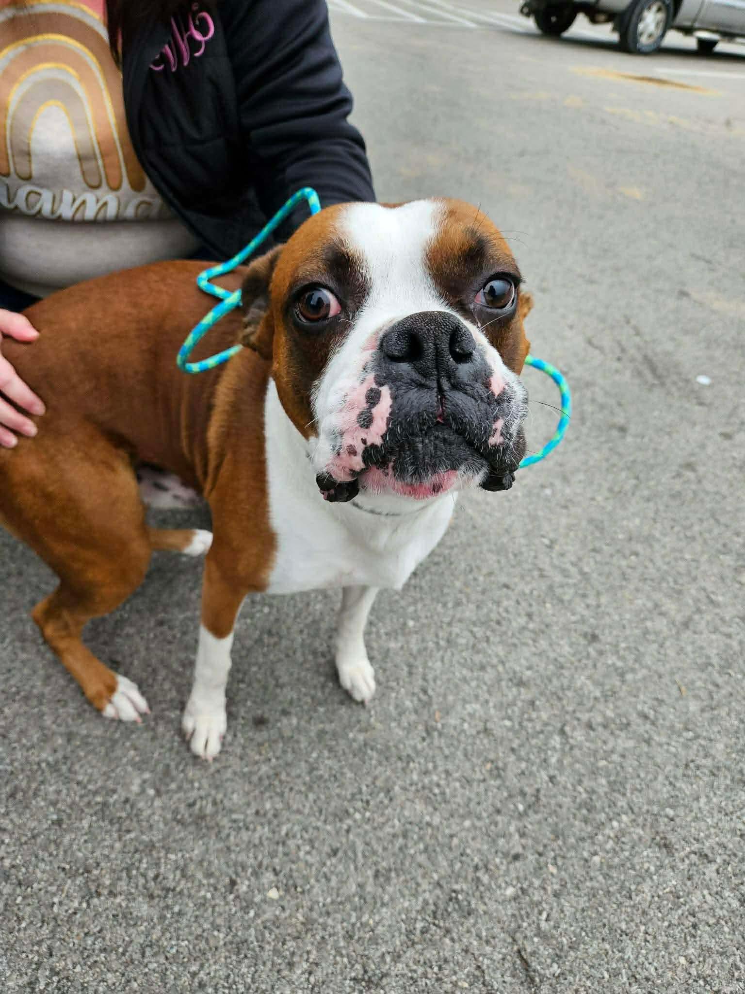 Enlarge Apollo, a Adopted Boxer in Richmond, KY image 1/4