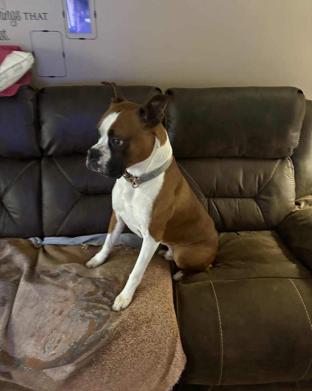 Enlarge Apollo, a Adopted Boxer in Richmond, KY image 2/4