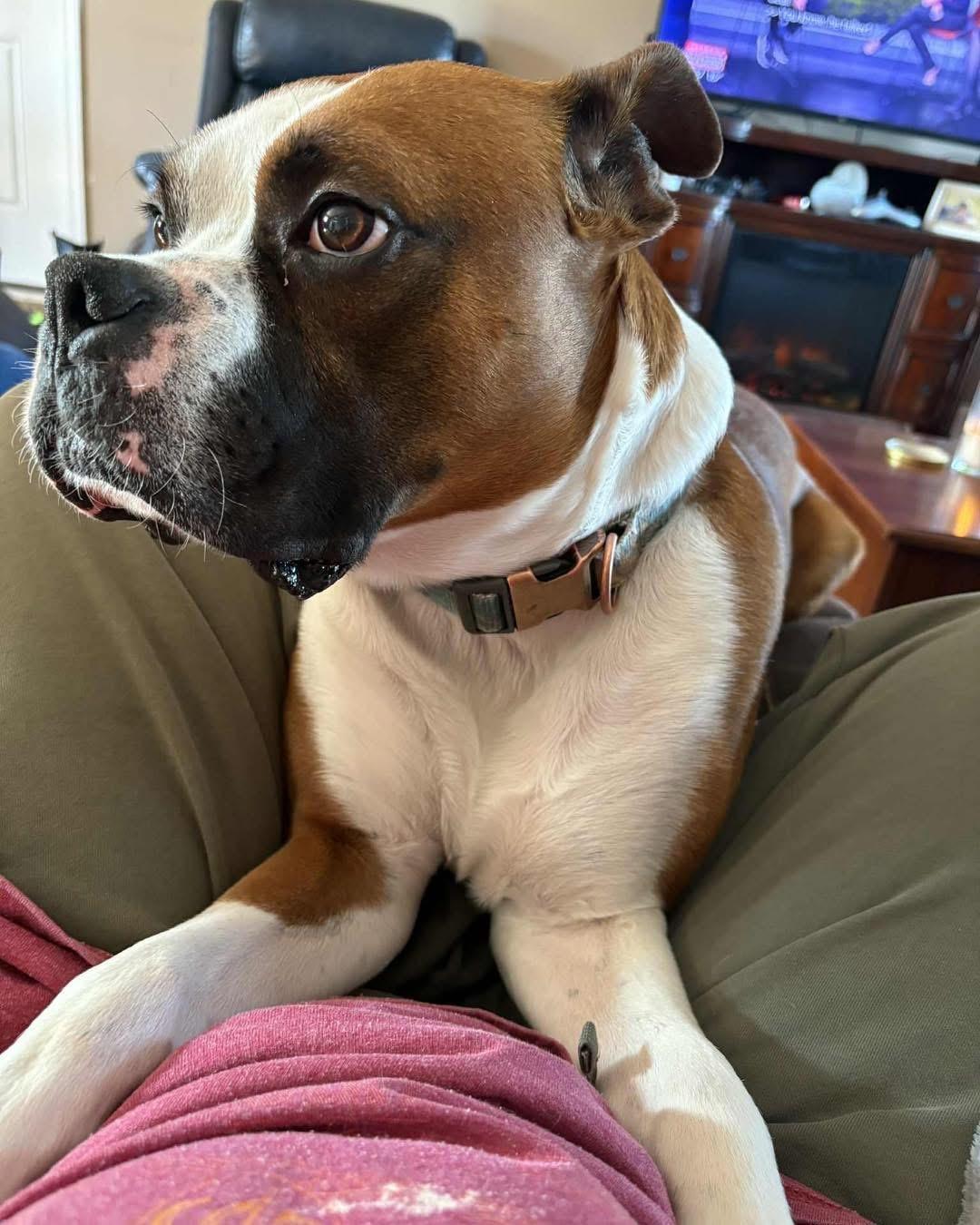 Enlarge Apollo, a Adopted Boxer in Richmond, KY image 4/4