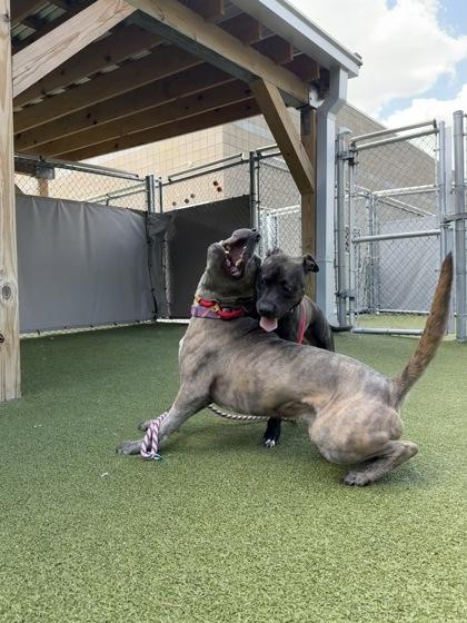 Enlarge Rodrick, a Adoptable mixed breed in Fishers, IN image 1/3
