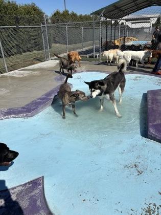 Enlarge Rodrick, a Adoptable mixed breed in Fishers, IN image 2/3