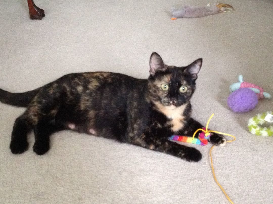 Marble, an adoptable Tortoiseshell, Domestic Short Hair in Shakespeare, ON, N0B 2P0 | Photo Image 2