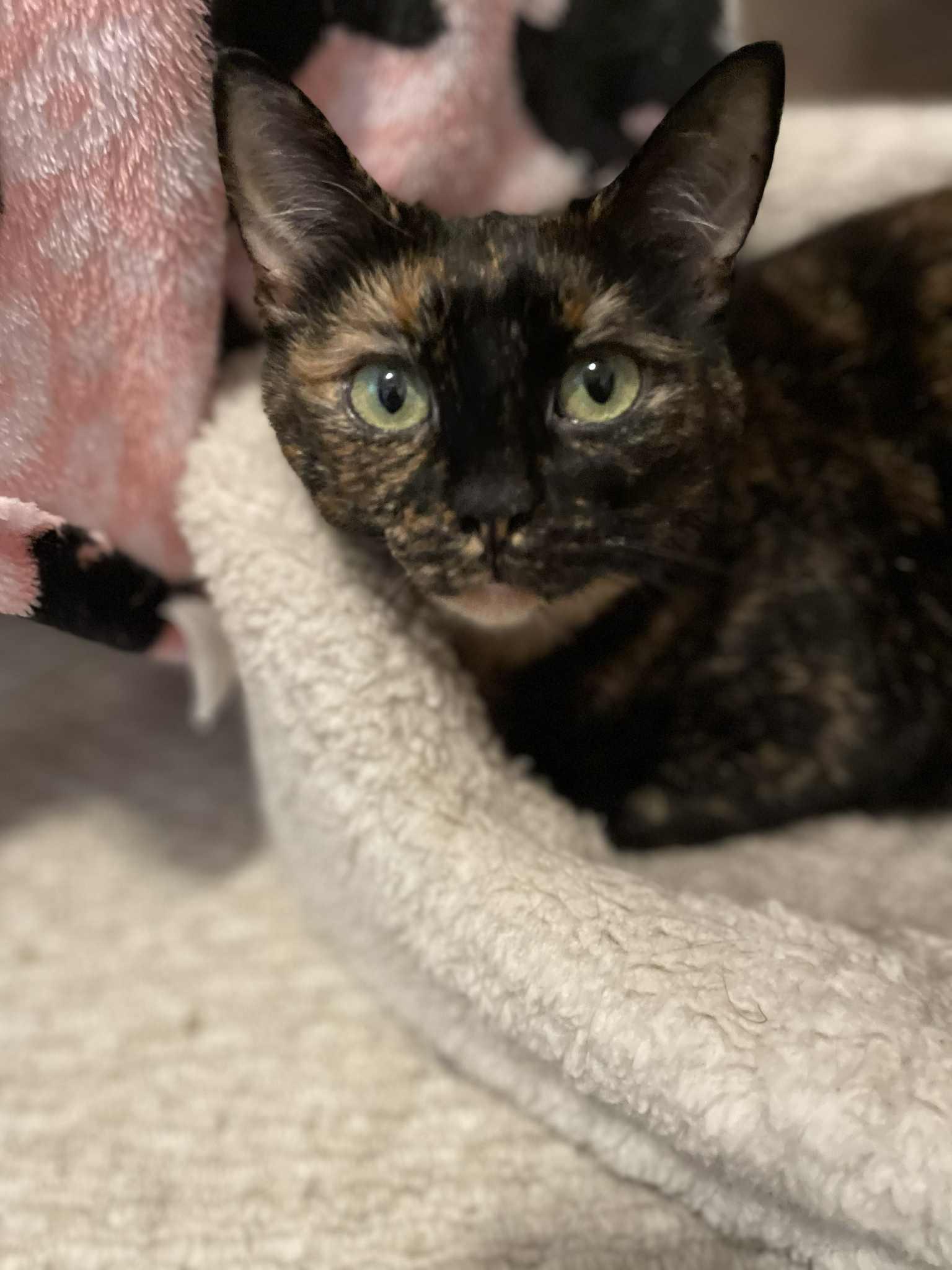 Marble, an adoptable Tortoiseshell, Domestic Short Hair in Shakespeare, ON, N0B 2P0 | Photo Image 1