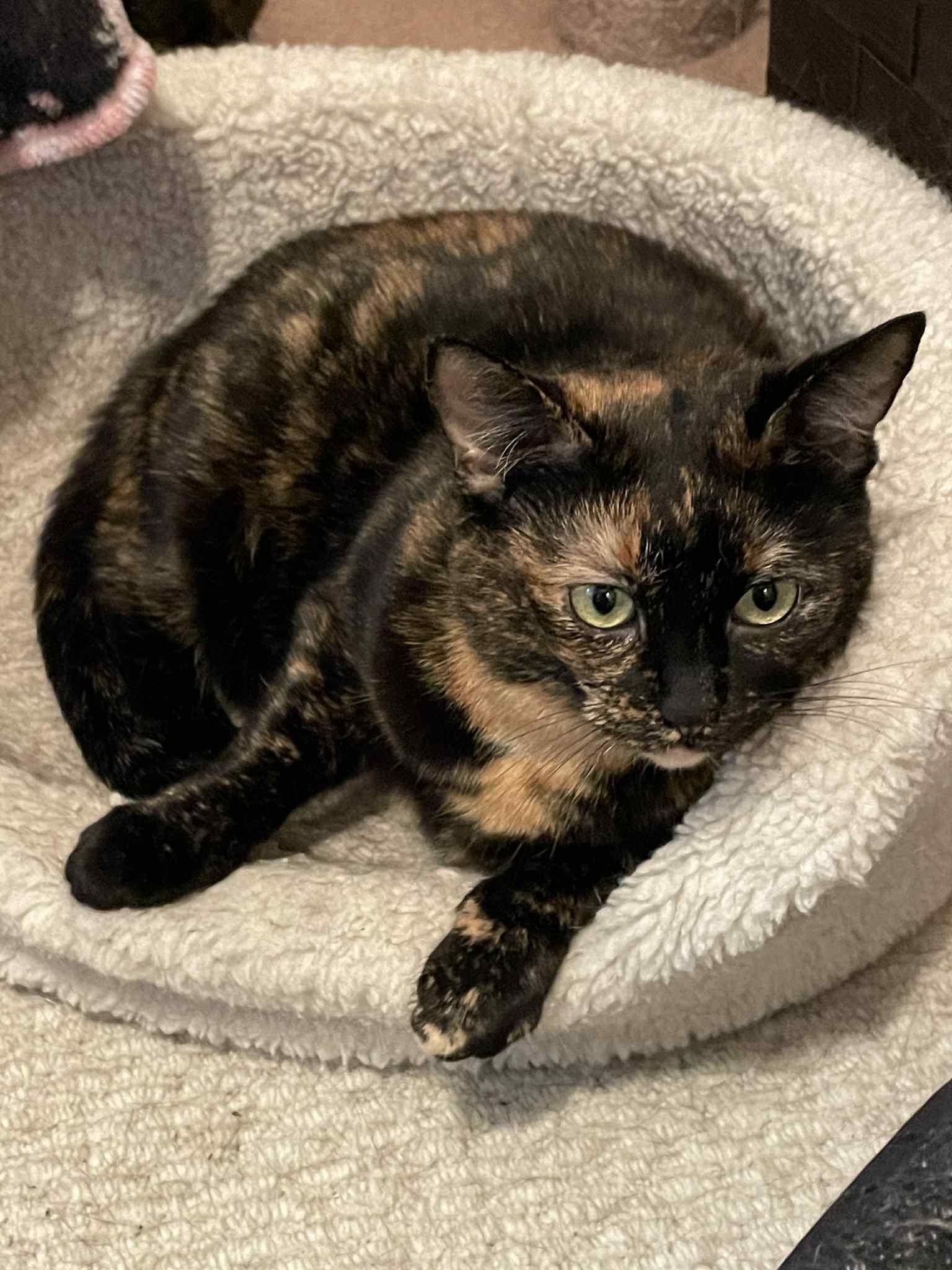 Marble, an adoptable Tortoiseshell, Domestic Short Hair in Shakespeare, ON, N0B 2P0 | Photo Image 3