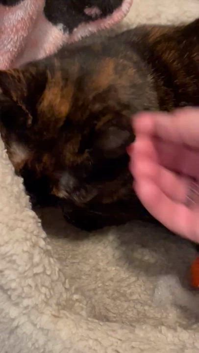 Enlarge Marble, a Adoptable mixed breed in Shakespeare, ON video 4/4