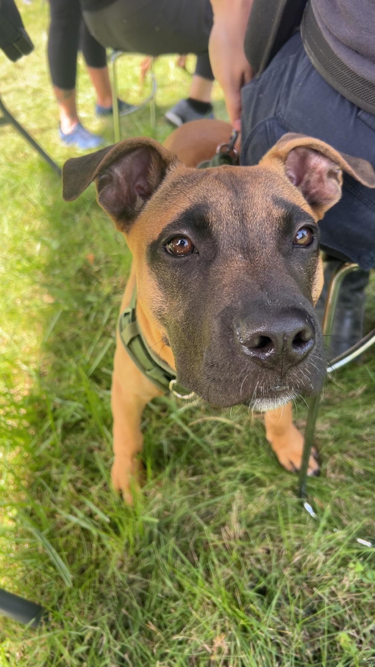 Enlarge Rex, a Adoptable mixed breed in Urbana, IL image 1/2