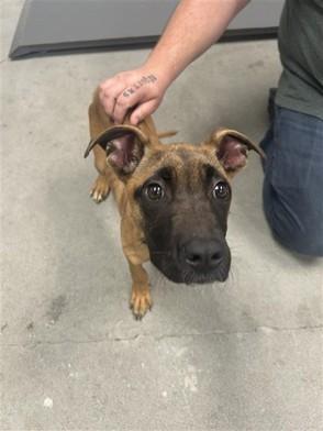 Enlarge Rex, a Adoptable mixed breed in Urbana, IL image 2/2